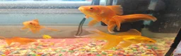 Goldfish fish for sale: Goldfish , Veiltail , Fancy, Telescope black in Glasgow - Advert 23