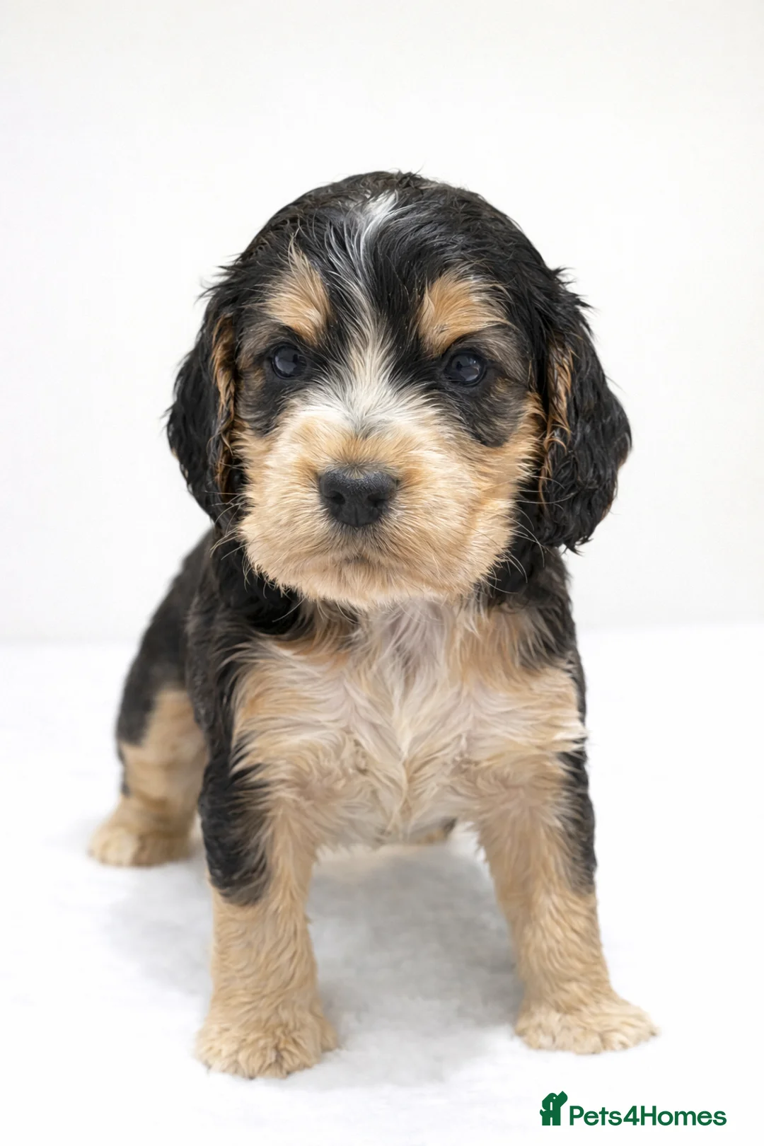 Cocker Spaniel dogs for sale: Gorgeous fully Health tested KC show spaniels - Advert 8