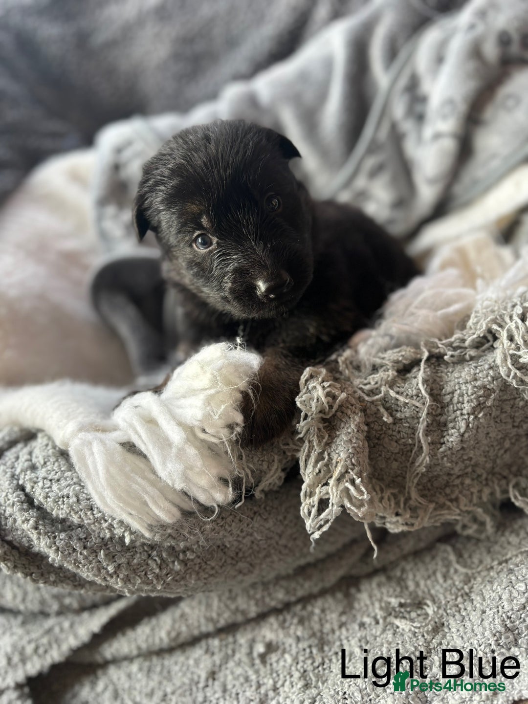 German Shepherd dogs for sale: KC REGISTERED GERMAN SHEPHERD PUPPIES FOR SALE - Image 10