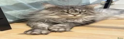 Maine Coon cats for sale: Champion line Maine coon active kittens - Advert 11