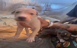 Greyhound dogs for sale: Greyhound Puppies - Image 3