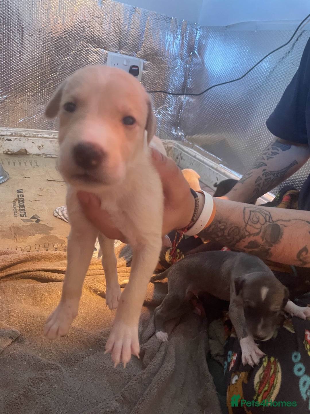Greyhound dogs for sale: Greyhound Puppies - Image 3