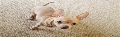 Chihuahua Puppy 1