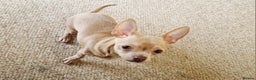 Chihuahua dogs for sale: Chihuhaha Puppies for sale - Advert 7