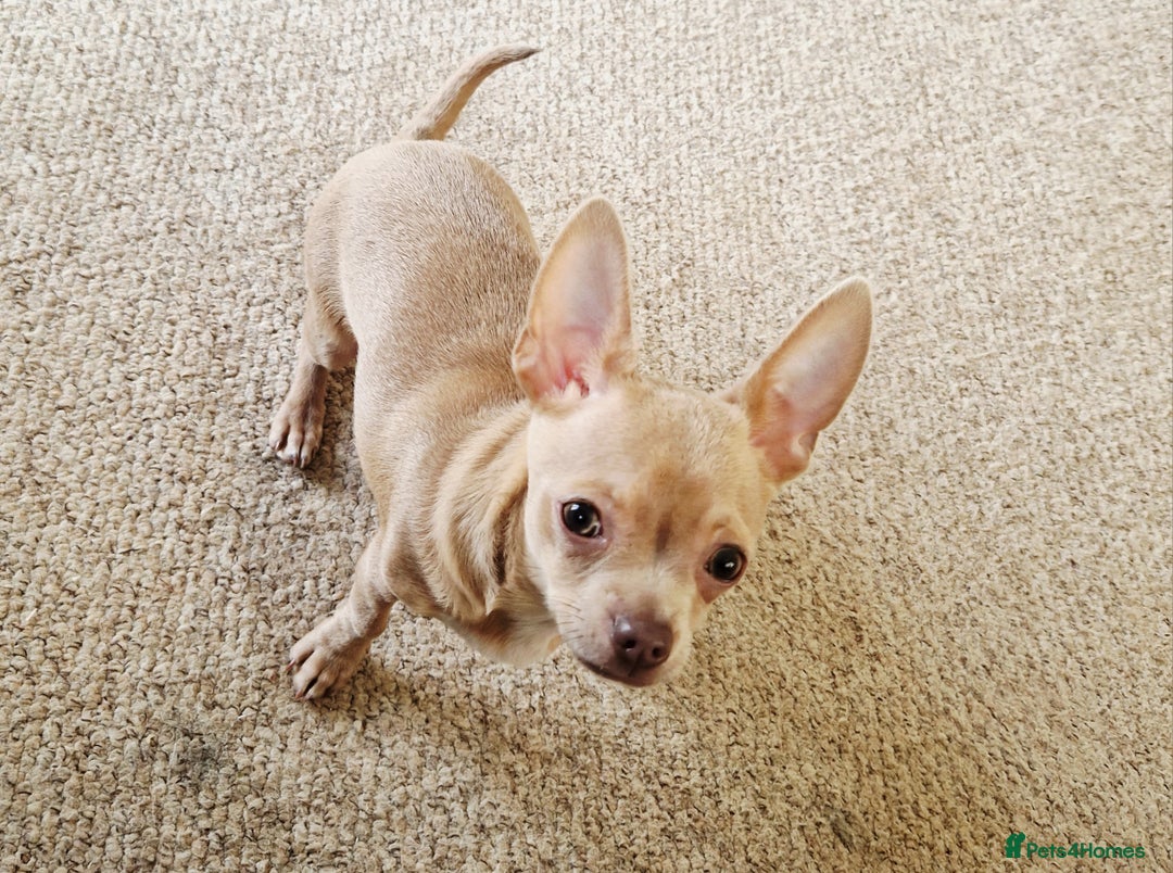 Chihuahua dogs for sale: Chihuhaha Puppies for sale - Advert 7