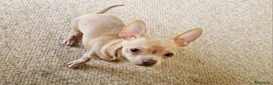 Chihuahua Puppy 1
