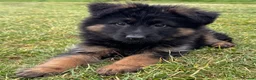 German Shepherd dogs for sale: German Shepherd female KC Reg  - Advert 9