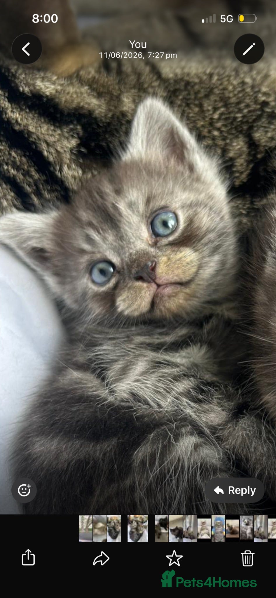 Mixed Breed cats British shorthair mix persian kittens  - Advert 1