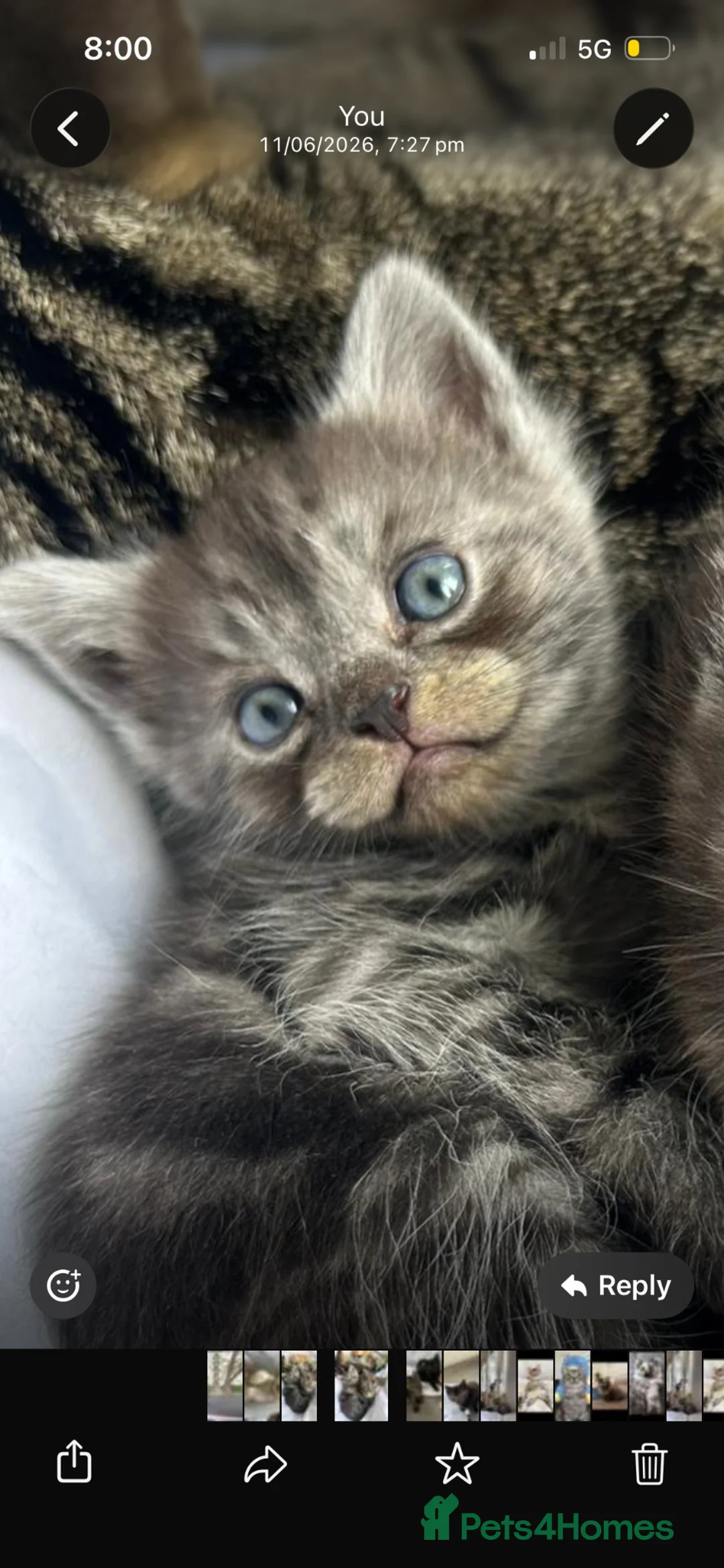 Mixed Breed cats for sale: British shorthair mix persian kittens  - Advert 1