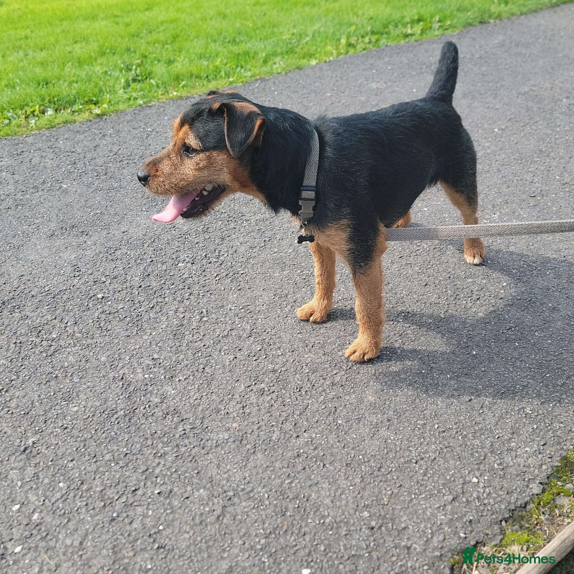 Lakeland Terrier dogs Lakeland terrier  - Advert 13
