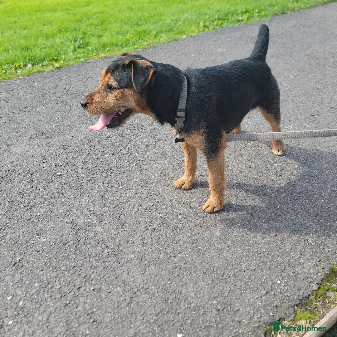 Lakeland Terrier dogs for sale: Lakeland terrier  - Advert 1