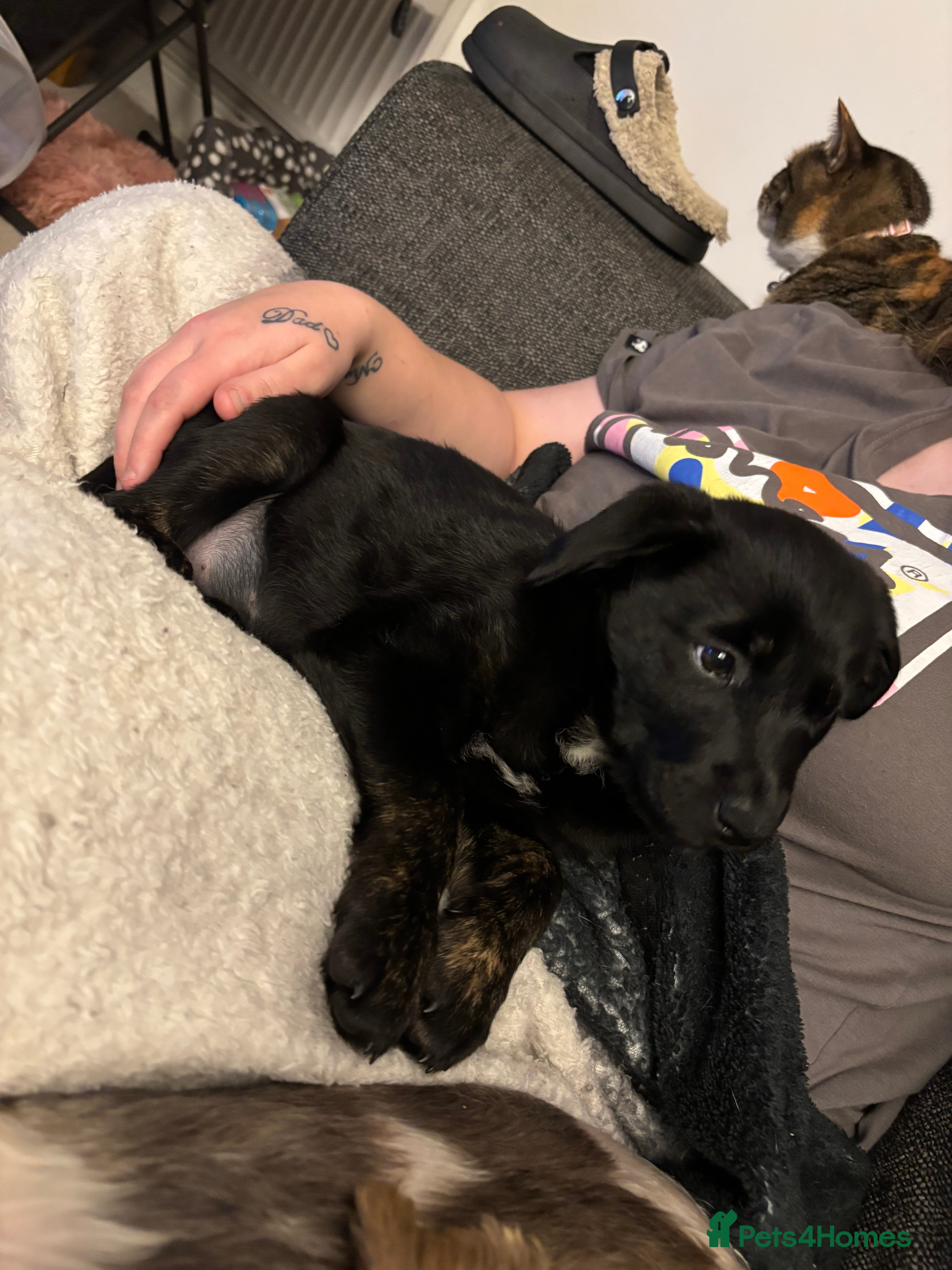 Mixed Breed dogs 9 week old lab x Akita for sale! - Advert 1