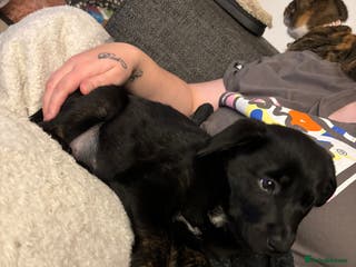 Mixed Breed dogs 9 week old lab x Akita for sale! - Advert 1