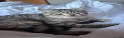 British Shorthair cats for sale: Ready to go!!! - Advert 5