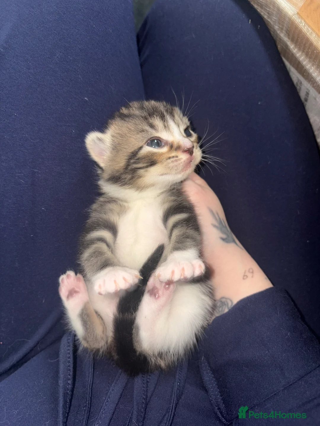 Mixed Breed cats for sale: Two gorgeous kittens - Advert 10