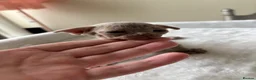 Devon Rex cats for sale: TICA Registered Devon Rex Lilac Kittens  - Advert 12