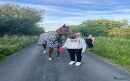 Irish Thoroughbred horses for sale: Fairy - Image 6