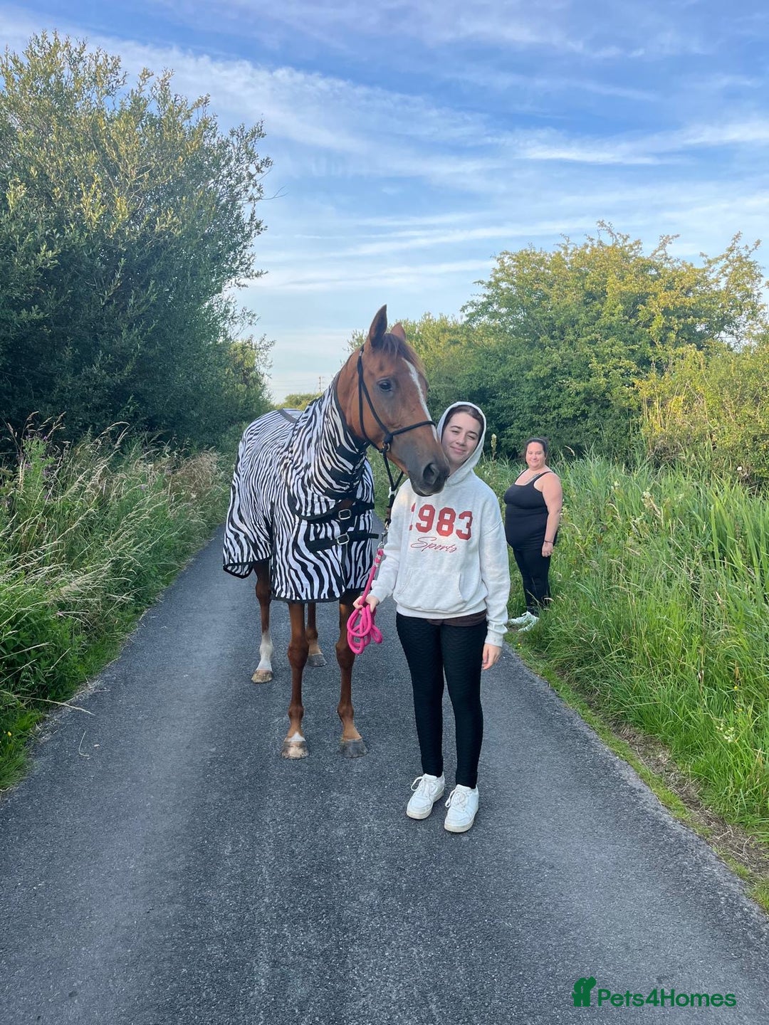 Irish Thoroughbred horses for sale: Fairy - Image 6