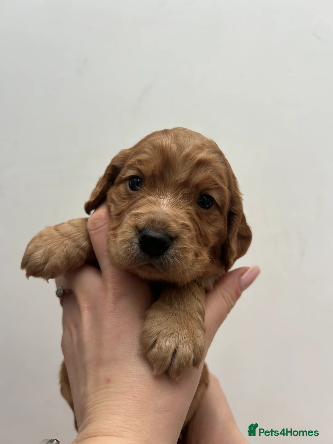 Cocker Spaniel dogs for sale: KC Reg Working Cocker Spaniel Puppies - Advert 7