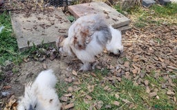 Chickens poultry for sale: Bearded Silkie (8-10 weeks) - Image 3