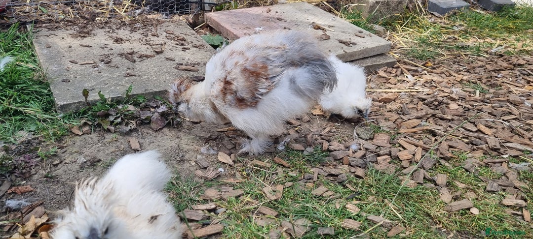 Chickens poultry for sale: Bearded Silkie (8-10 weeks) - Image 3