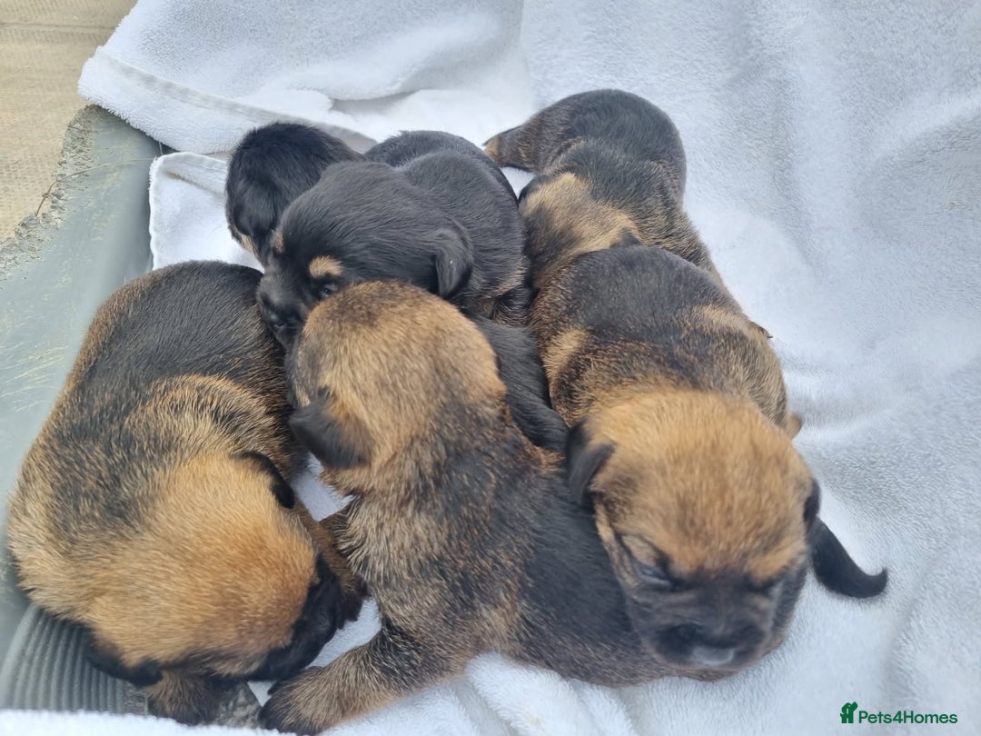 Border Terrier dogs for sale: Kc border terrier pups  - Image 6