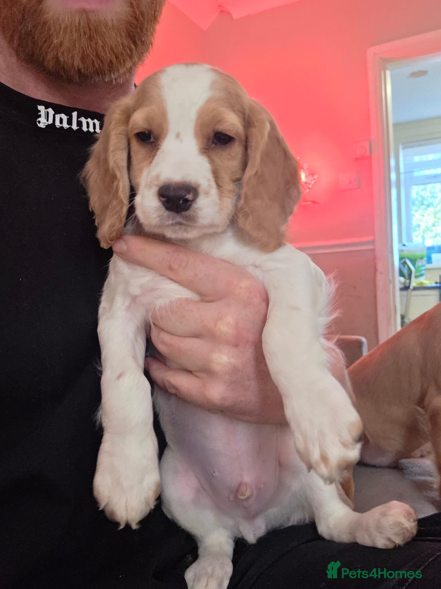 Cocker Spaniel dogs 5 x beautiful cocker spaniel puppies - Advert 3