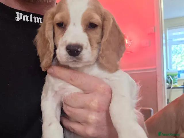 Cocker Spaniel dogs 5 x beautiful cocker spaniel puppies - Advert 23