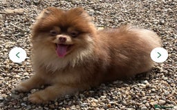 Pomeranian dogs for sale: Solid chocolate KC female  - Image 2