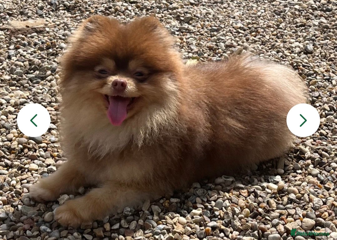 Pomeranian dogs for sale: Solid chocolate KC female  - Image 2