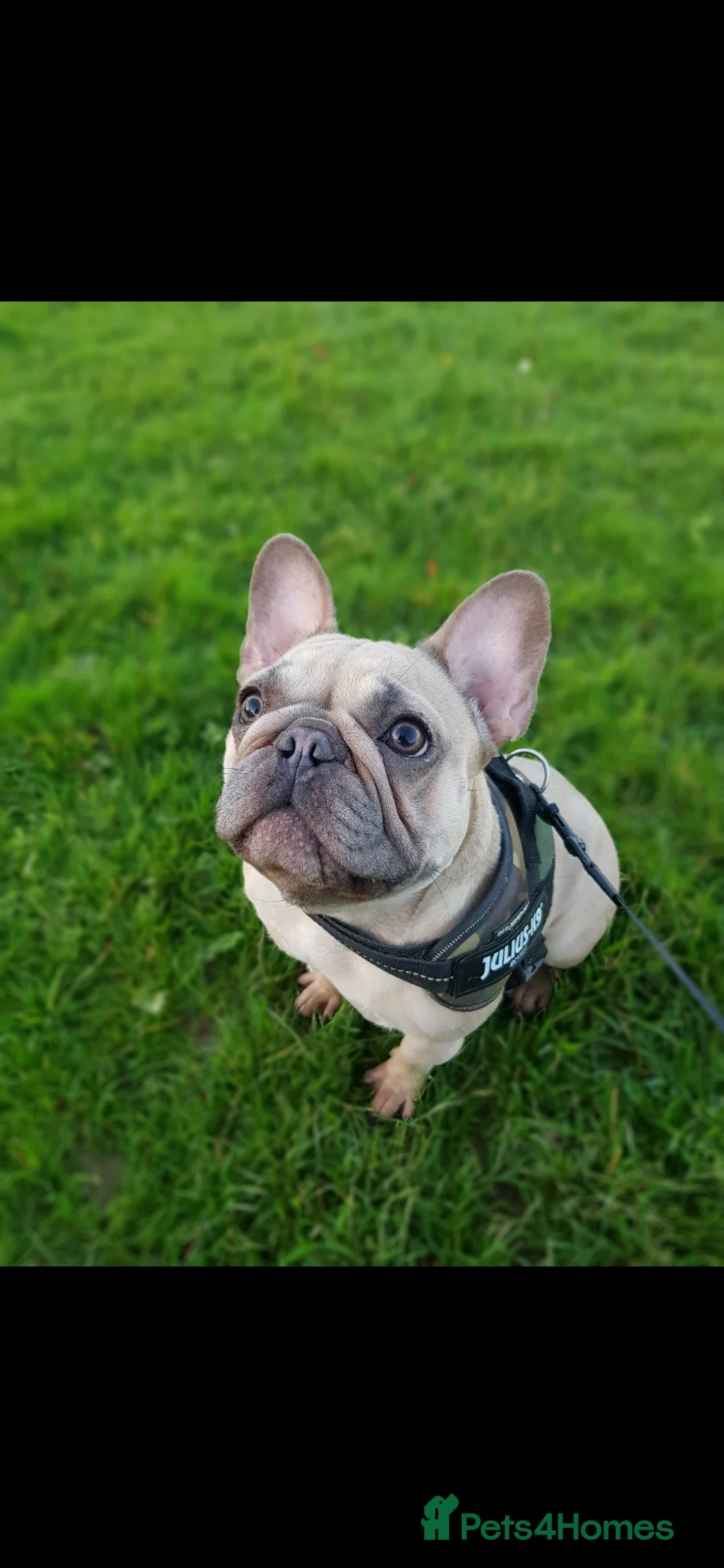 French Bulldog dogs for sale: Beautiful pinto - Advert 1