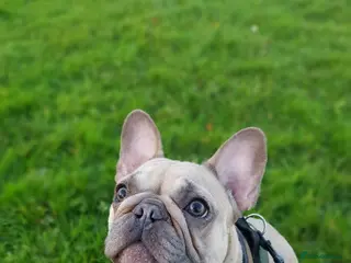 French Bulldog dogs Beautiful pinto - Advert 11