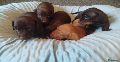 Miniature Dachshund dogs - Advert 14