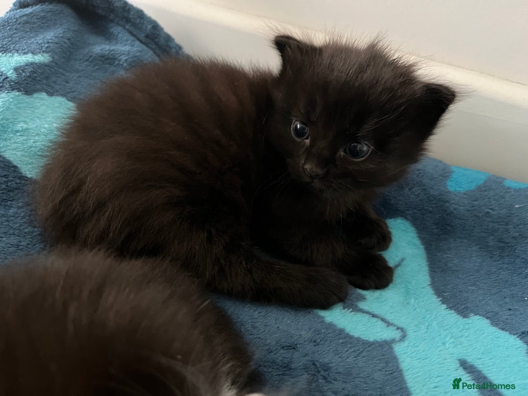 Ragdoll cats for sale: Ragdoll cross  - Image 4