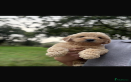 Mini Goldendoodle dogs for sale: 🐶Golden doodle puppies for sale ready to leave🐶 - Image 5