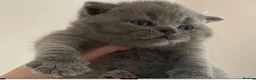 British Shorthair cats for sale: British Shorthair Pedigree Kittens - Advert 1