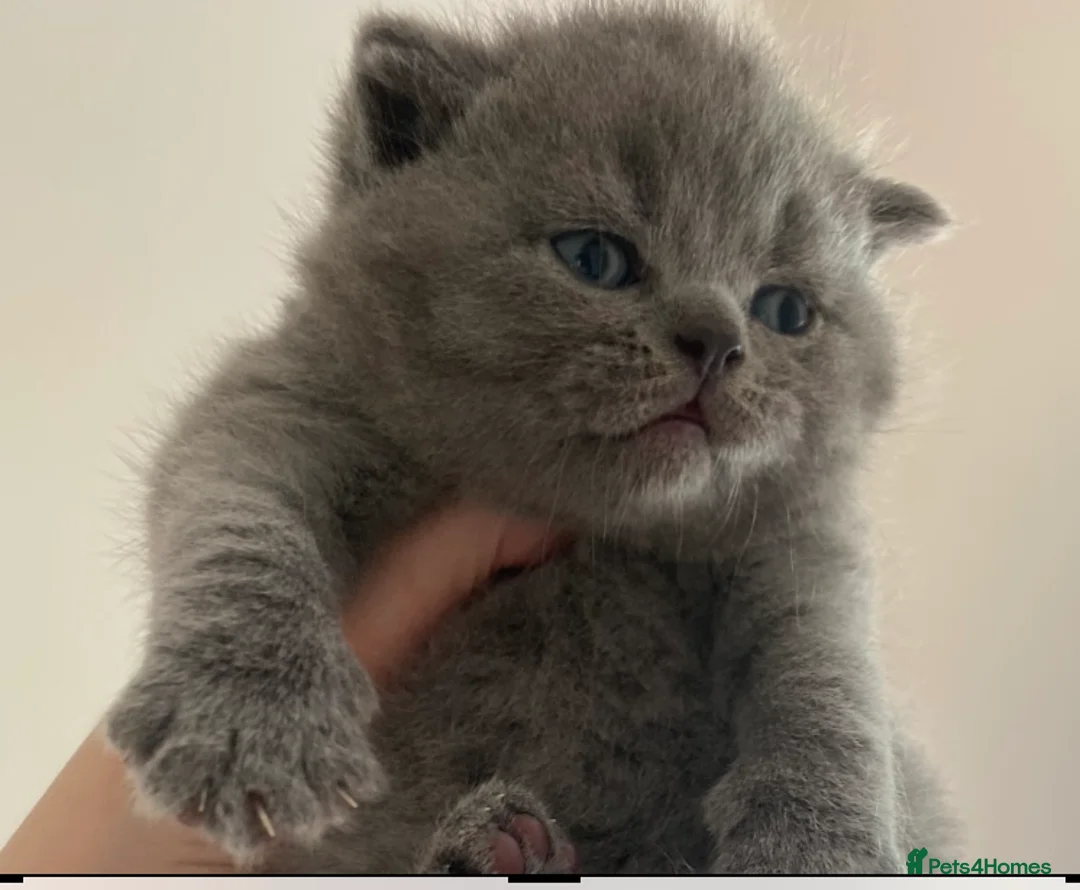 British Shorthair cats for sale: British Shorthair Pedigree Kittens - Advert 1