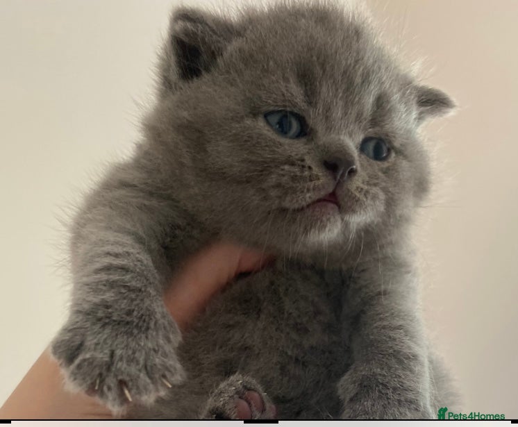 British Shorthair cats British Shorthair Pedigree Kittens - Advert 13