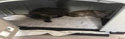 Maine Coon cats for sale: Absolutely Stunning Silver Maine Coon Kitten TICA - Advert 6