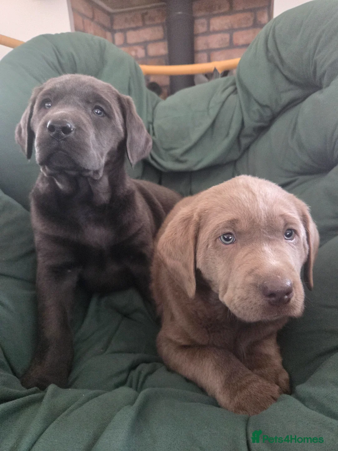 Labrador Retriever dogs for sale: 🤍 beautiful chunky silver/charcoal KC reg pups 🤍 - Advert 1