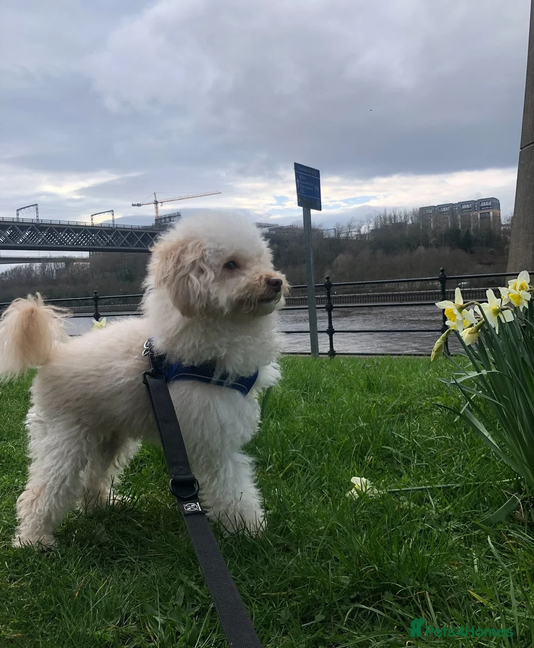 Maltipoo dogs for sale: Beautiful Maltipoo — Loving and Healthy  in Newcastle upon Tyne - Advert 2