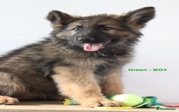 German Shepherd dogs for sale: German Shepherd puppies - Image 9