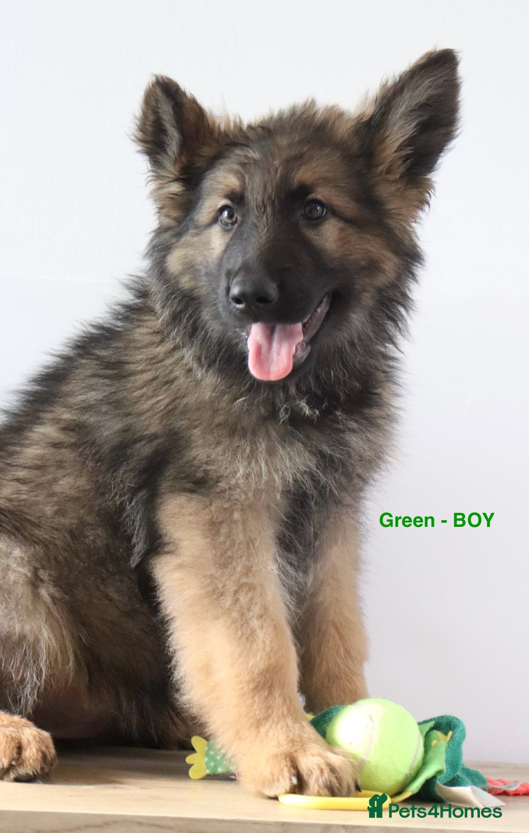 German Shepherd dogs for sale: German Shepherd puppies - Image 9