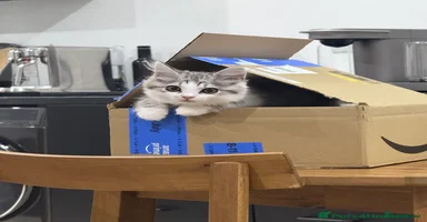 Munchkin cats - Advert 13