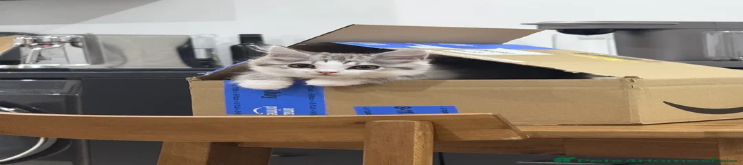 Oreo - The Wolf-Like Explorer