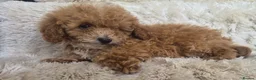 Cavapoo dogs for sale: Toy cavapoos heath checked 100 percent perfect - Advert 28