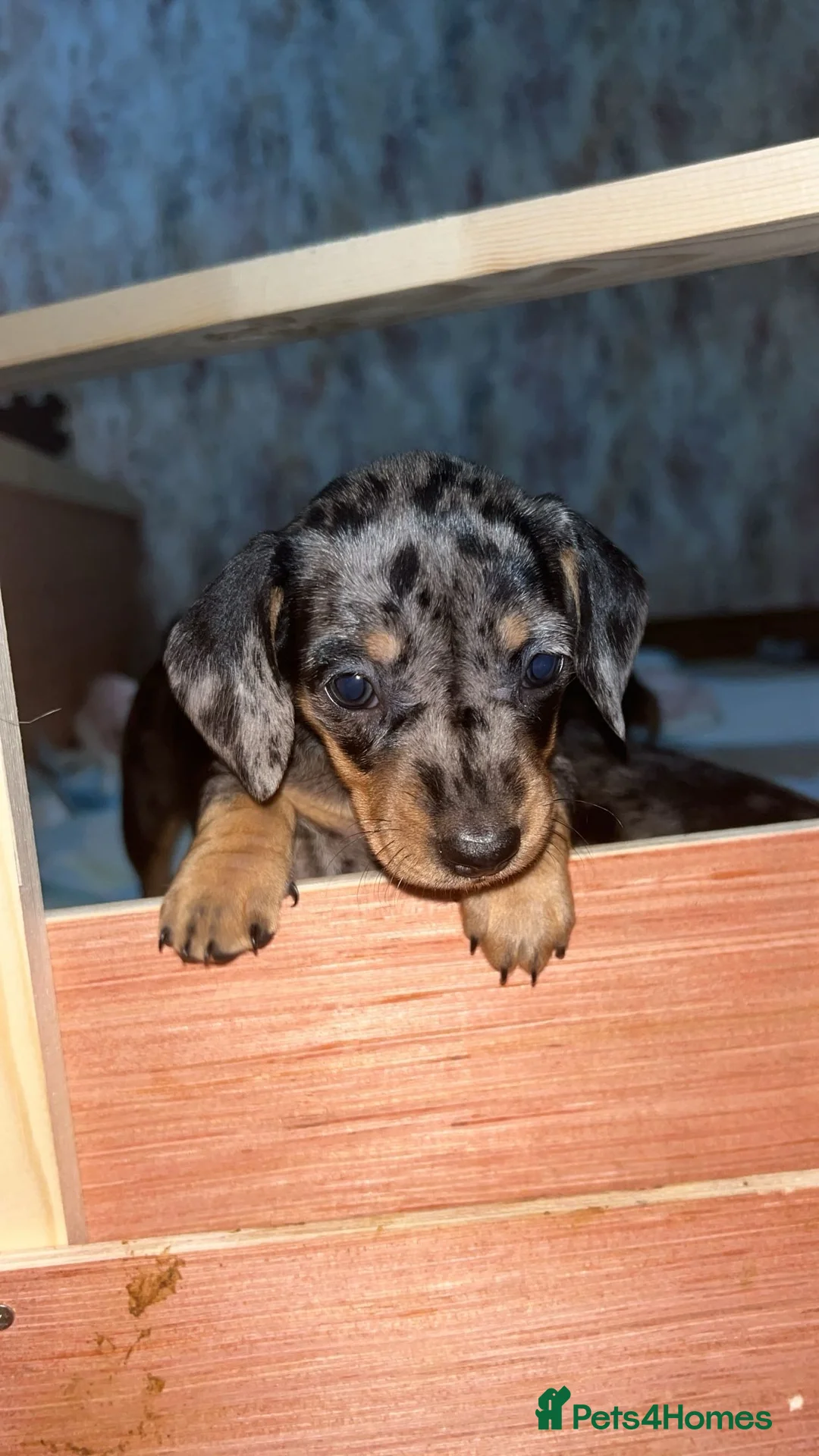 Miniature Dachshund dogs for sale: Miniature smooth haired dachshunds  - Advert 2