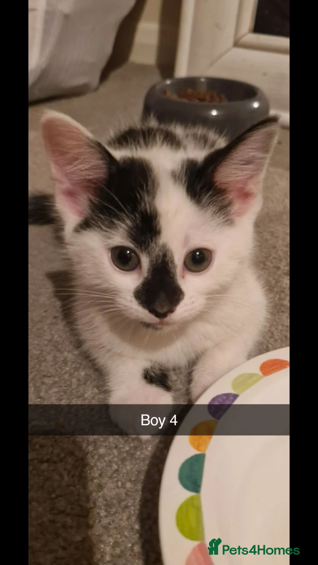 Domestic Shorthair cats for sale: 3 short hair 1 long hair domestic kittens  - Advert 5