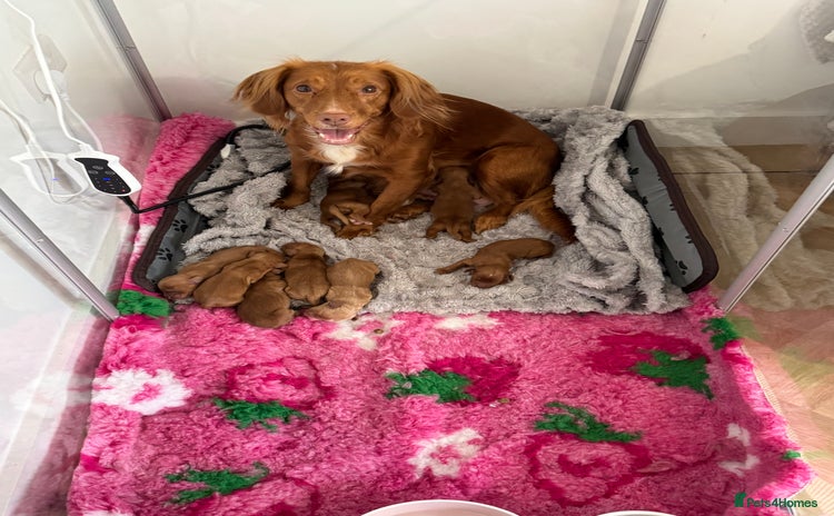 Cocker Spaniel dogs - Advert 8