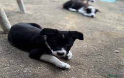 Border Collie dogs for sale: Beautiful Border Collie Puppies - Image 3